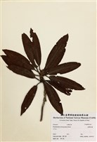 藏品(臺灣杜鵑)的圖片